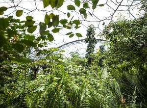 A close up of inside the rainforest biome with green leaves and the top of the biome on show