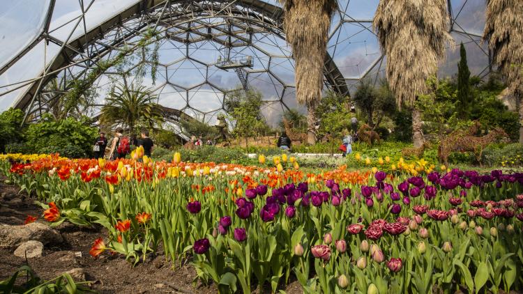 Tulips growing in Mediterranean Biome at Eden Project
