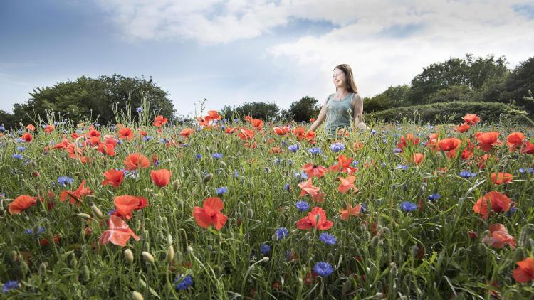 Eden horticulturalist in a field of wildflowers