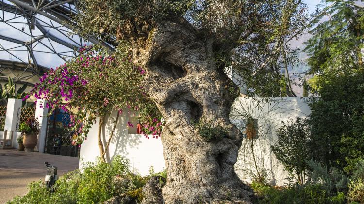 Olive tree in Mediterranean Biome at Eden Project