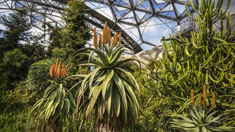 Aloes growing in the Mediterranean Biome