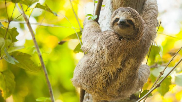 Sloth on a tree in Costa Rica
