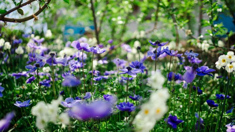 Blue anemones and pale yellow narcissi spring flowers