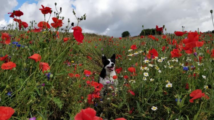 Dog in field amongst wildflowers
