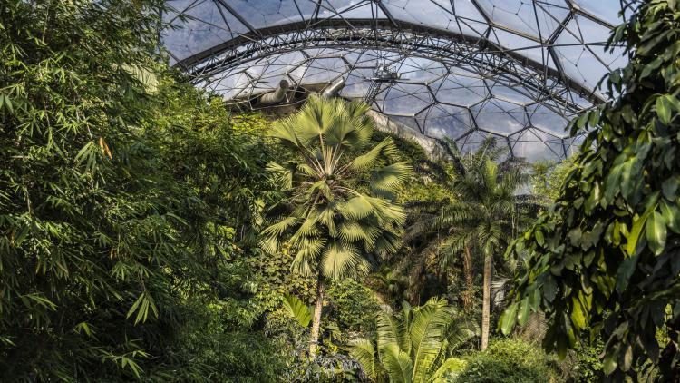 Inside the Eden Project's Rainforest Biome