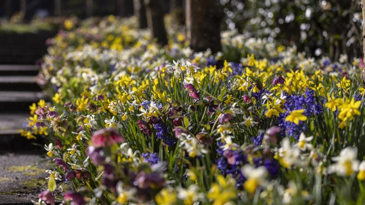 Spring flowers at the Eden Project