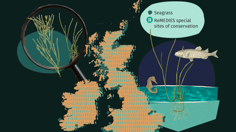 Map of UK showing seagrass conservation sites along the south coast of England