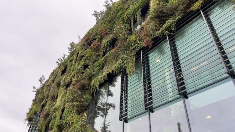 Plants growing on building