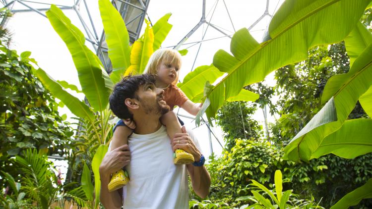 Young boy on father's shoulders in the Rainforest Biome looking at a banana leaf