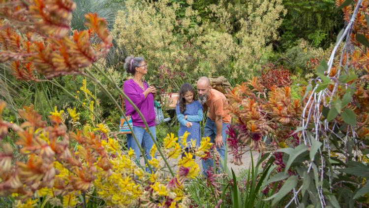 Family in Eden's Mediterranean Biome surrounded by colourful kangaroo paw flowers