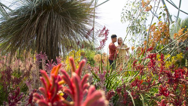 Young couple looking at bright flowers in the Eden Project's Mediterranean Biome