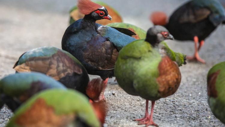 Roul-rouls feeding in the Rainforest Biome