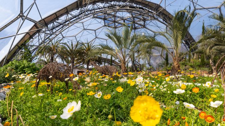 Poppies in Med Biomes