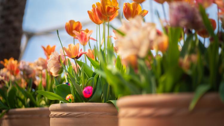 Easter eggs hidden in pots of tulips