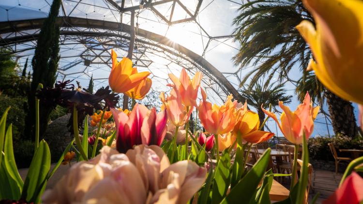 Tulips in the Med Biome