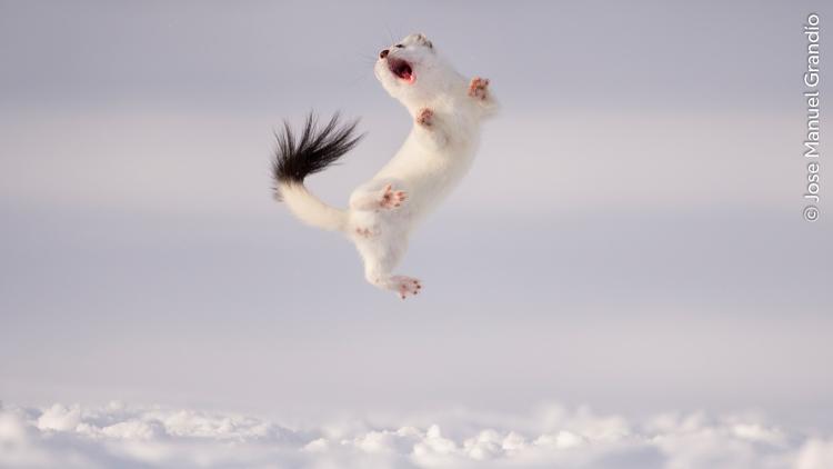 A stoat jumping high into the air above the snow