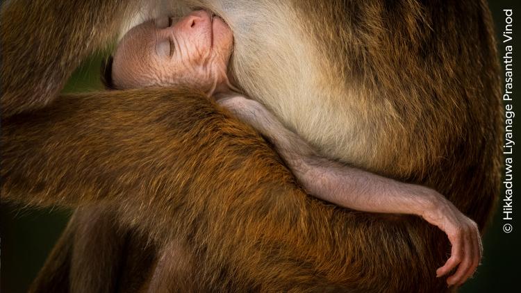 A young toque macaque sleeping in an adult’s arms