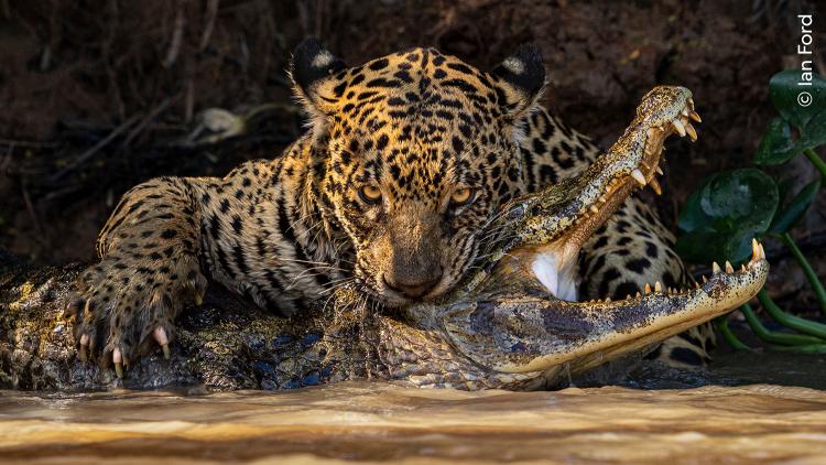 A jaguar delivers a fatal bite to a caiman in the Pantanal