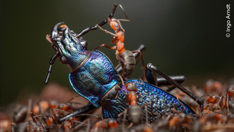 The efficient dismemberment of a blue ground beetle by red wood ants