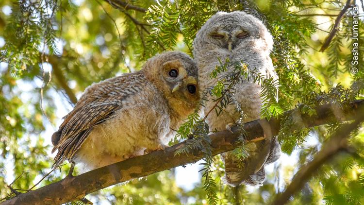 Two tawny owlets curiously watching people walking by