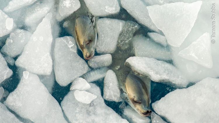 Crabeater seals taking a nap among the sea ice