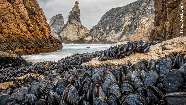 mMussels bound together to avoid being washed away from the shoreline