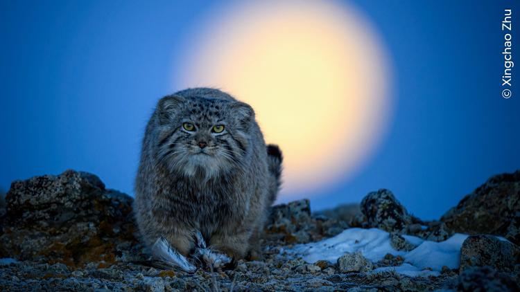 A Pallas’s cat as the moon sets. 