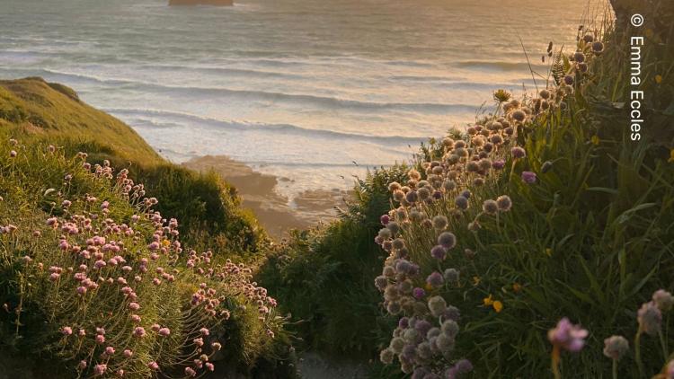A view down some steps towards the sea bathed in golden light, with purple wildflowers bursting out of the bushes on either side