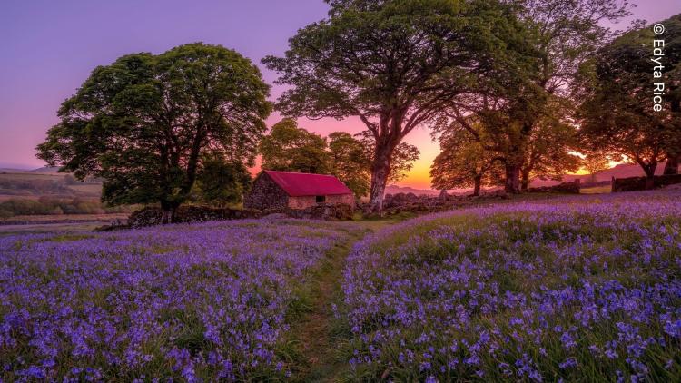 A field of bluebells against a striking purple sky. A red-roofed cottage and trees frame the distant glow of the sun.