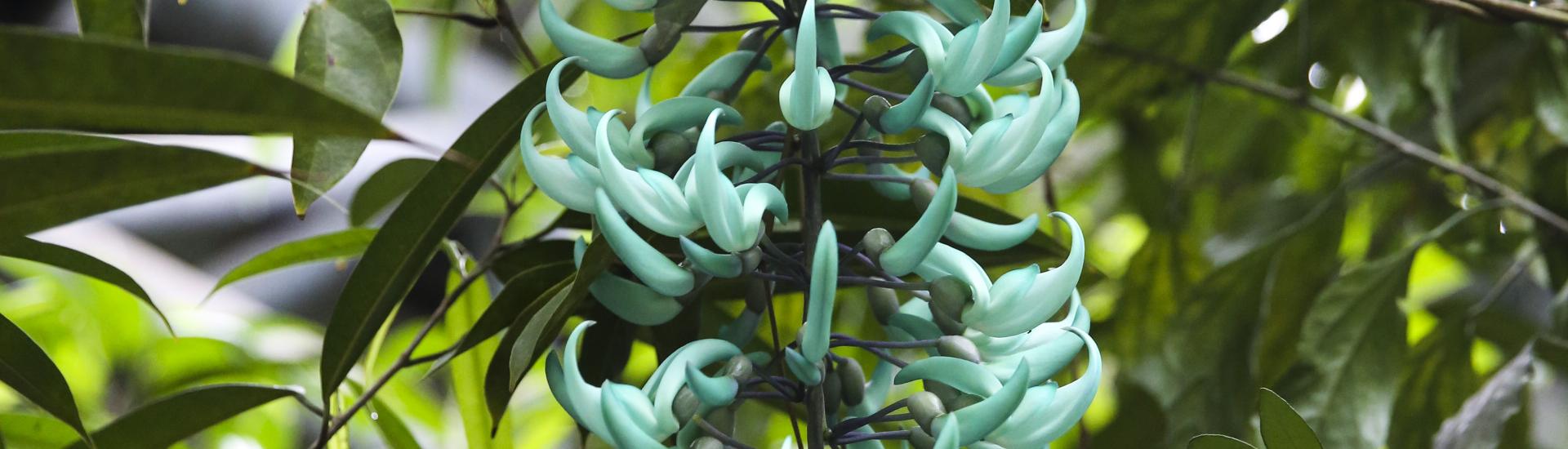 Jade vine