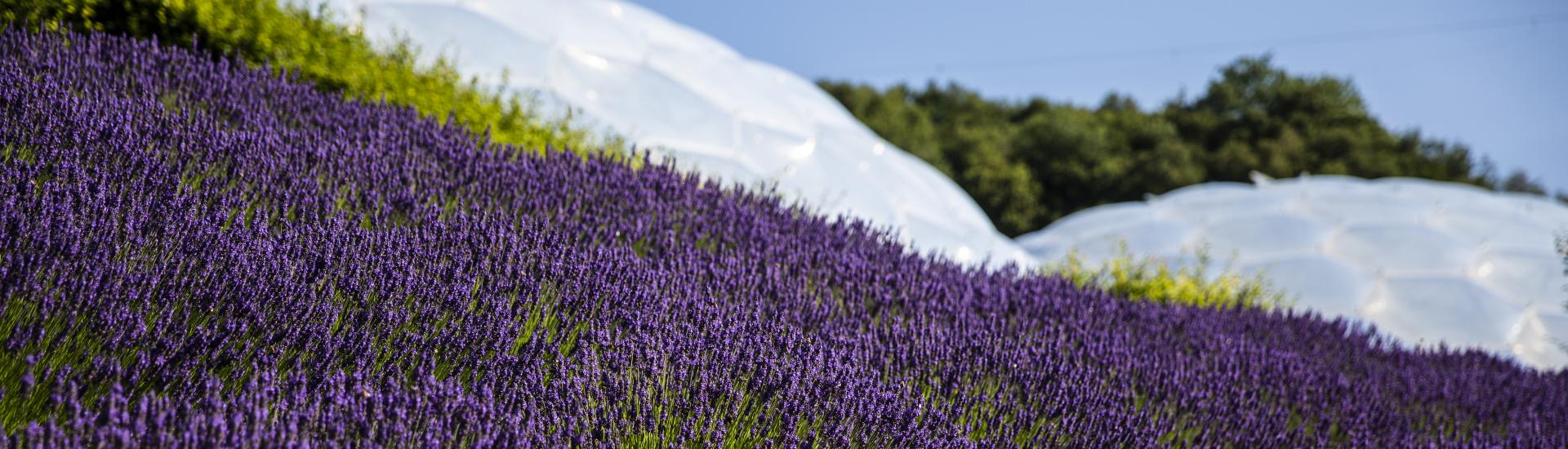Swathes of lavender in front of the Eden Project's Biomes