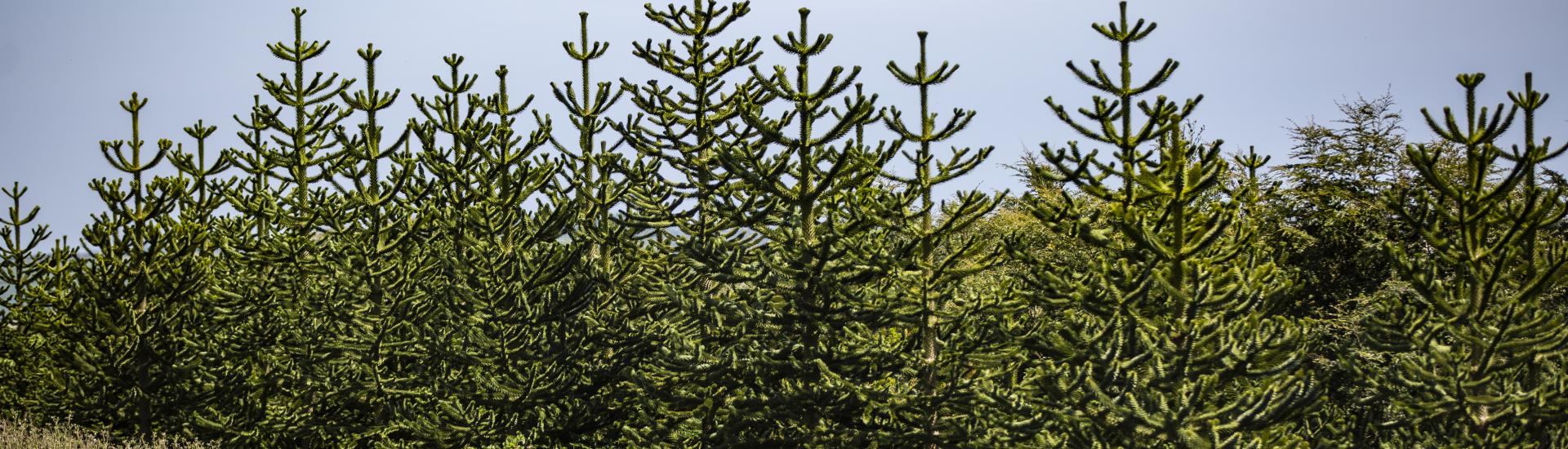 Monkey puzzle trees