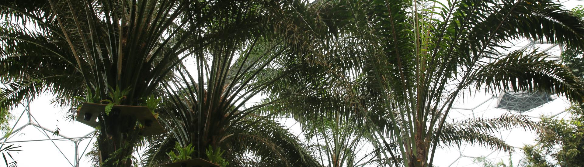 Palm oil trees