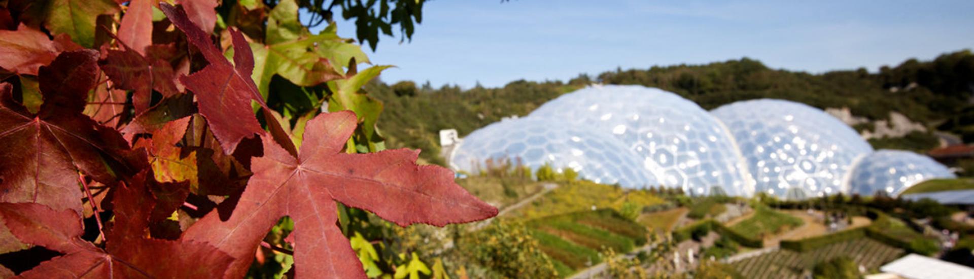Autumnal leaves with Biomes in the background