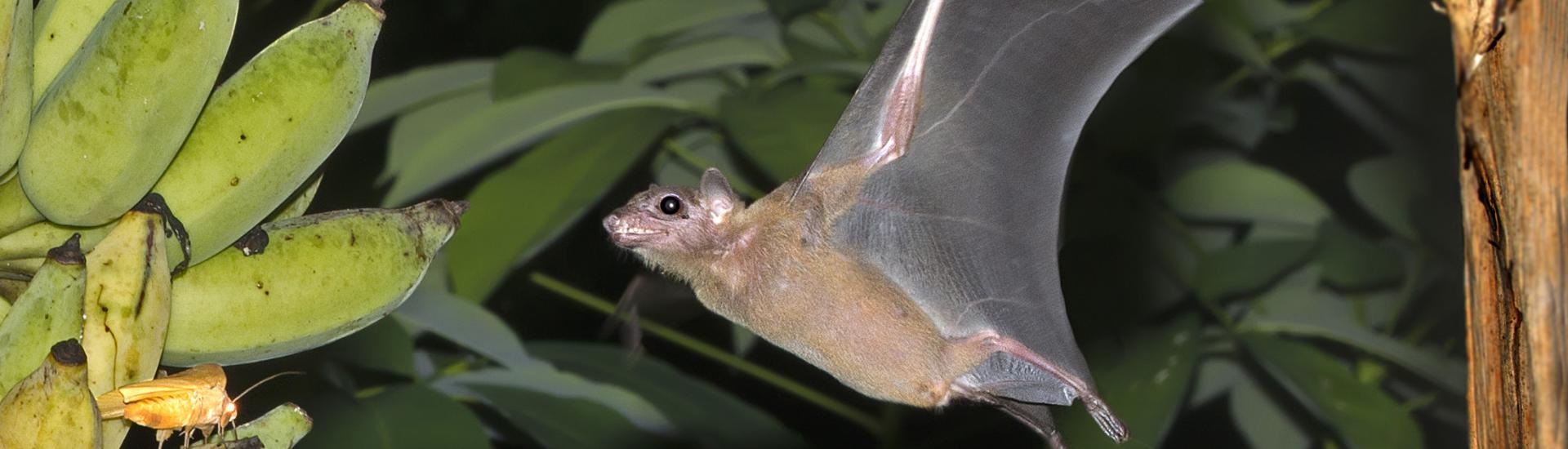 Rousettus in Phuket, photo taken by Nick Baker