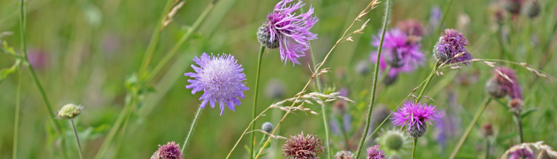 wildflower_bank_july_flowers