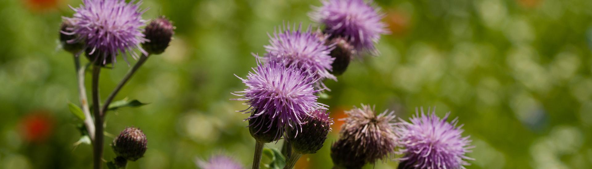 wildflower_bank_flowers