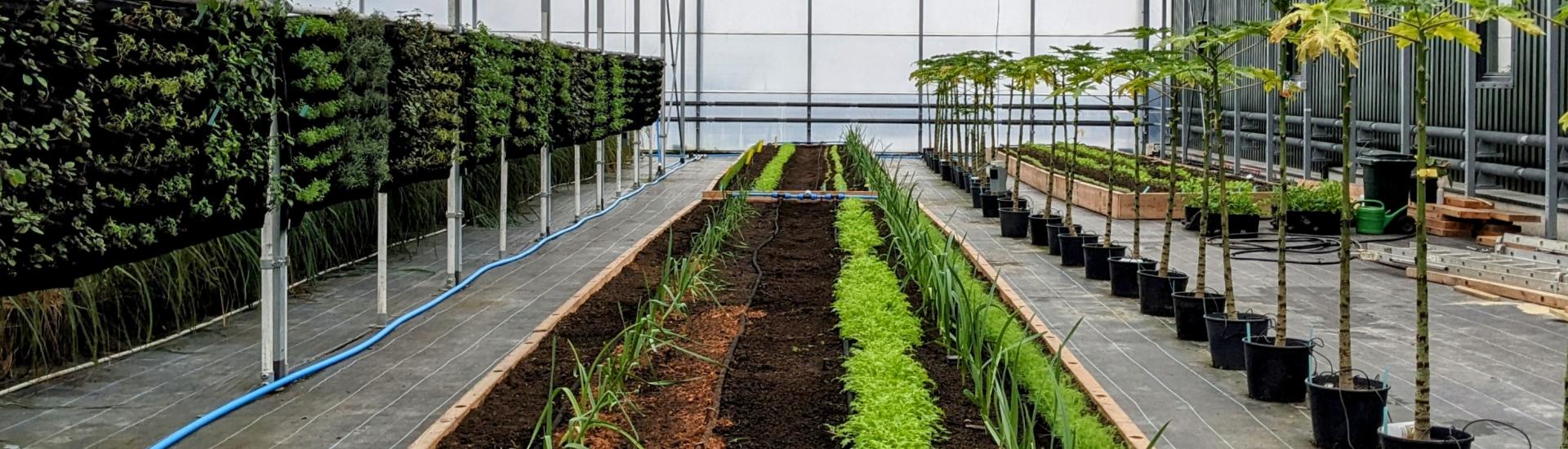 Salad, veg and herbs growing in raised beds and vertical planters in a huge plant nursery