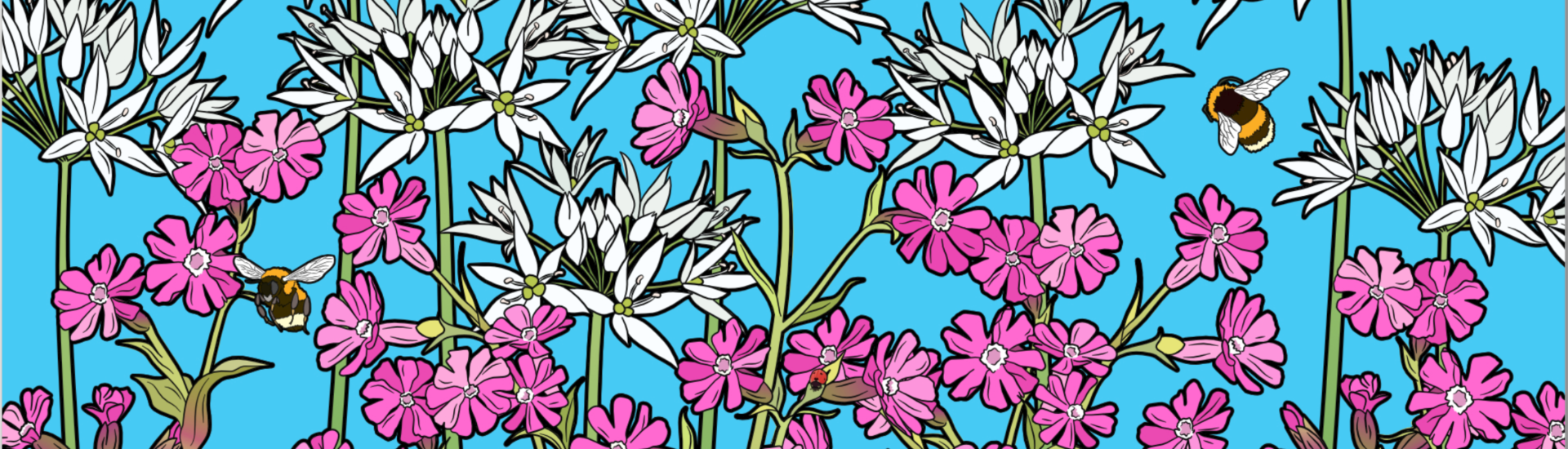 Wild garlic and red campion illustrated artwork
