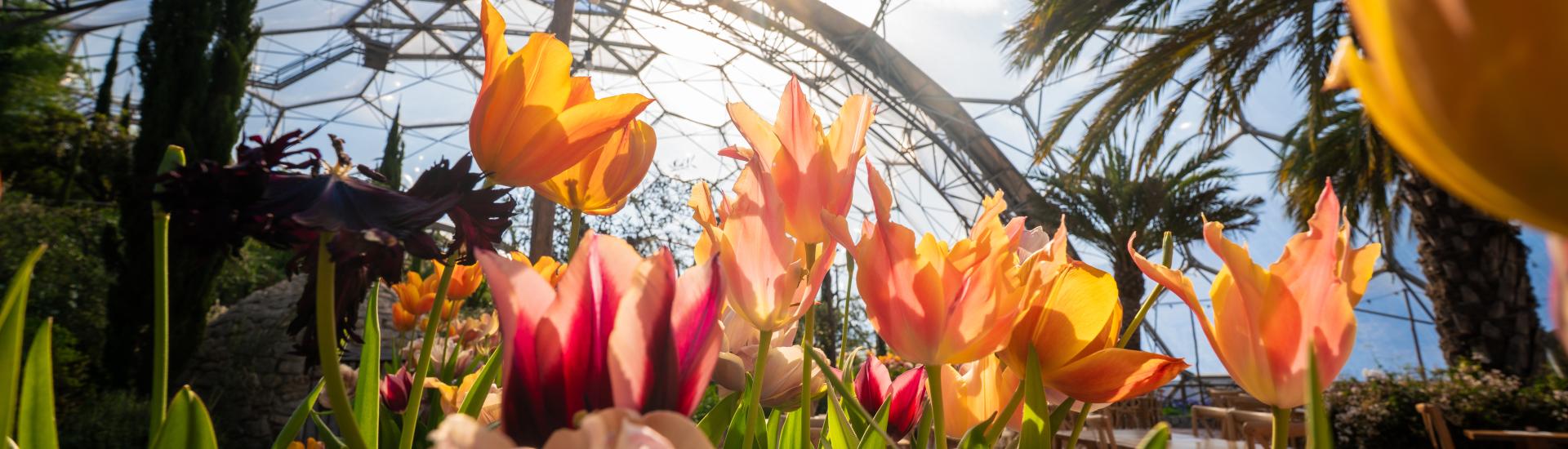 Tulips in the Med Biome