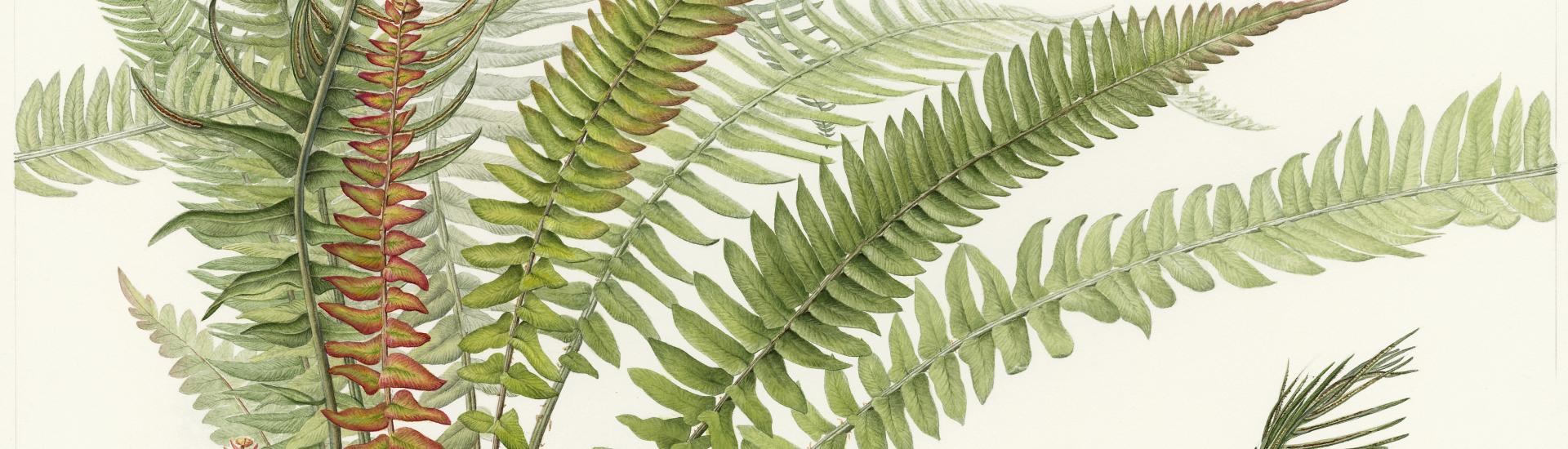 Blechnum punctulatum illustration Eden Florilegium Society