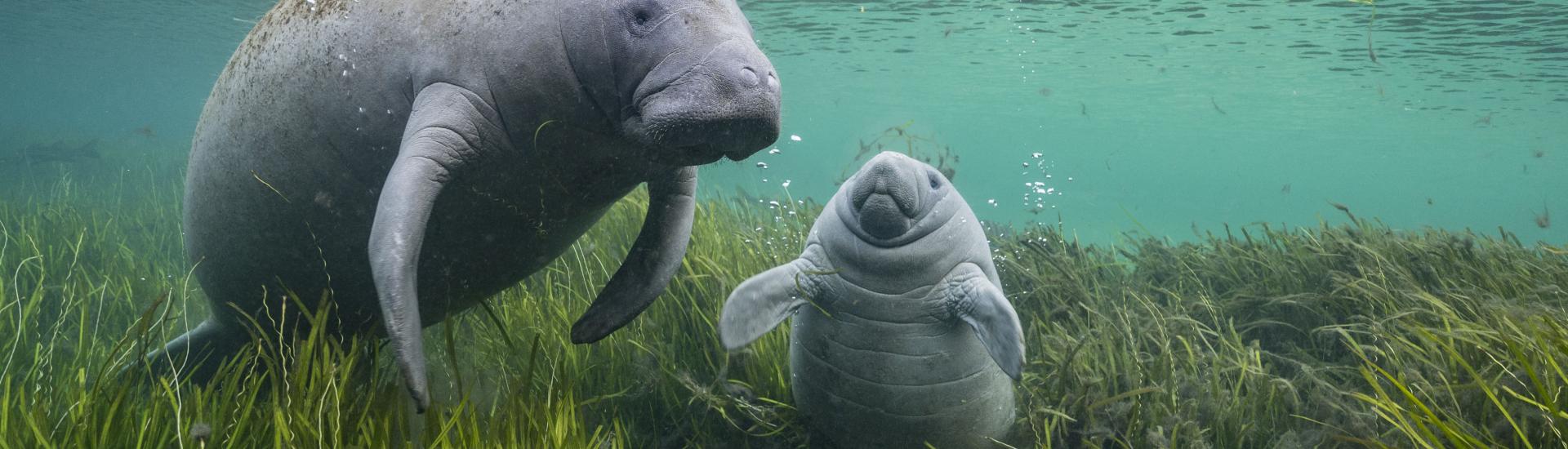 A manatee and a calf adrift among the eelgrass
